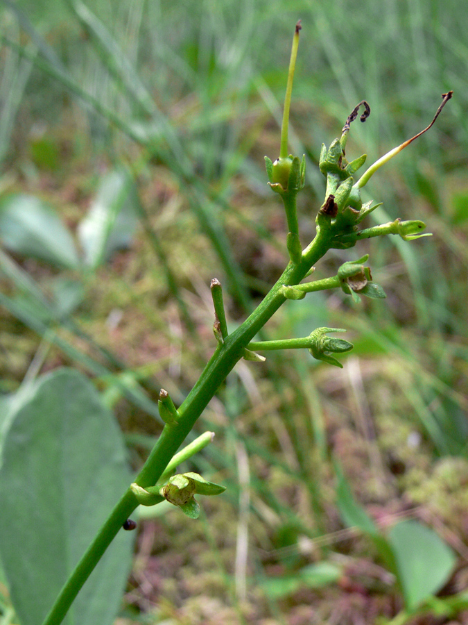 Image of Menyanthes trifoliata specimen.