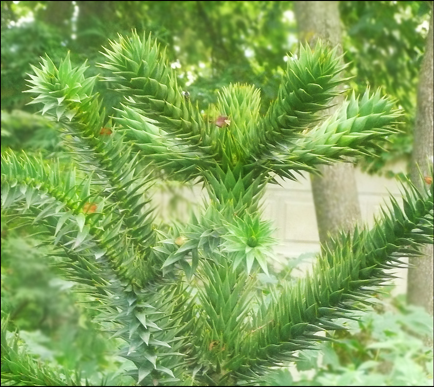 Изображение особи Araucaria araucana.