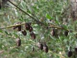 Halimodendron halodendron