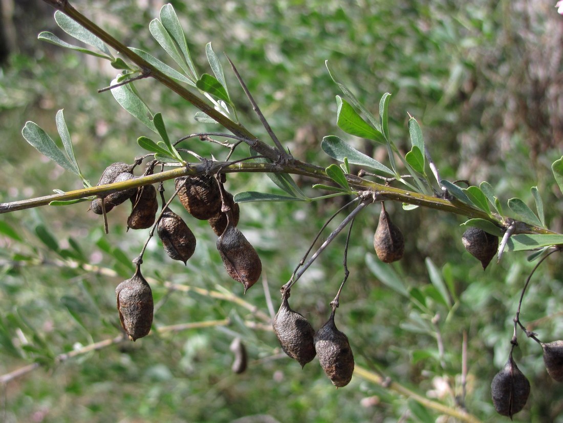 Image of Halimodendron halodendron specimen.