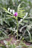 Vicia sativa