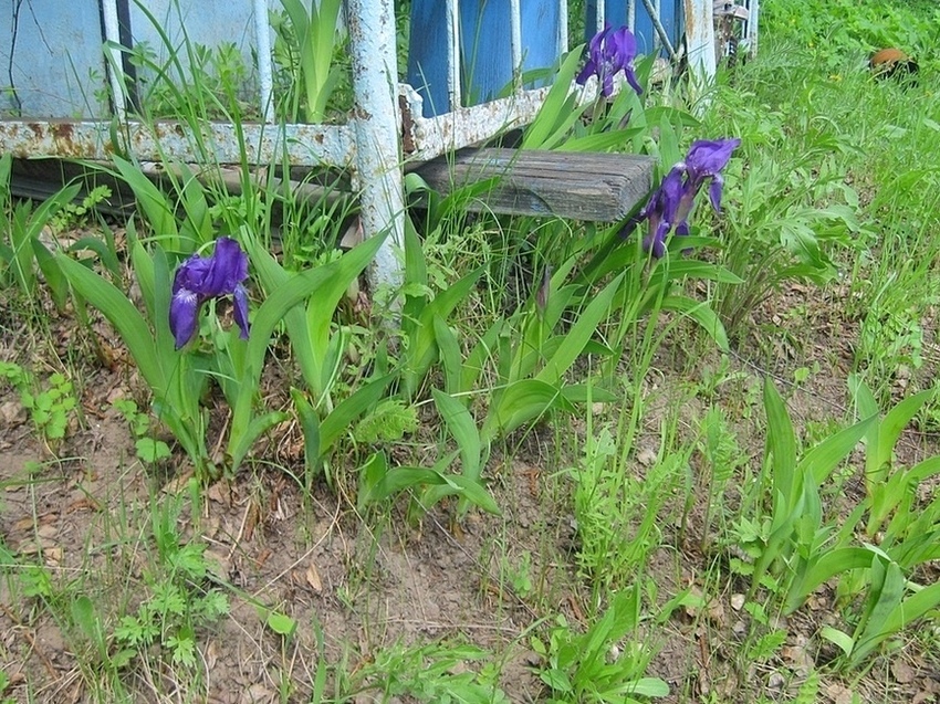 Image of Iris aphylla specimen.