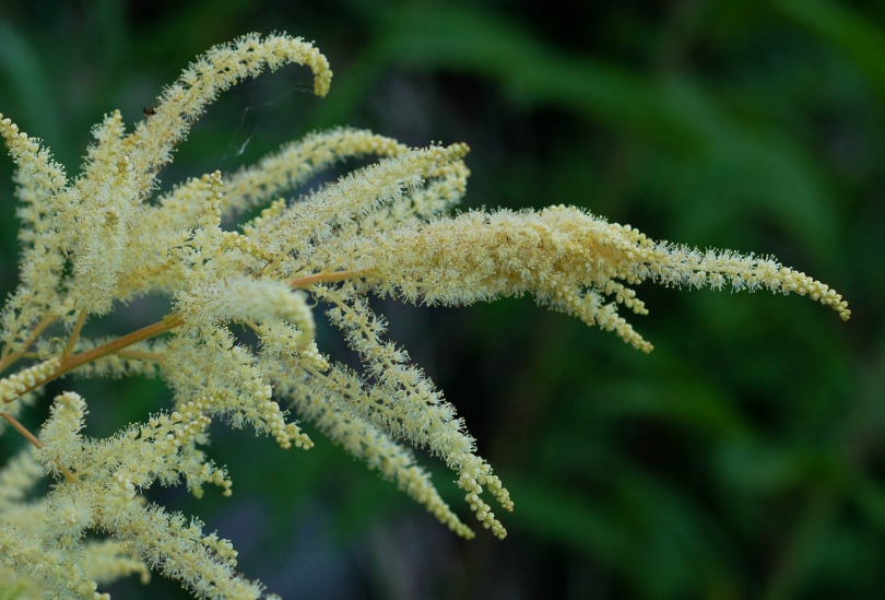 Изображение особи Aruncus dioicus.