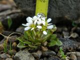 genus Cochlearia