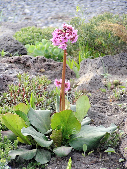 Изображение особи Bergenia pacifica.