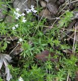 Galium uliginosum