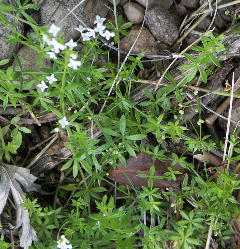 Изображение особи Galium uliginosum.