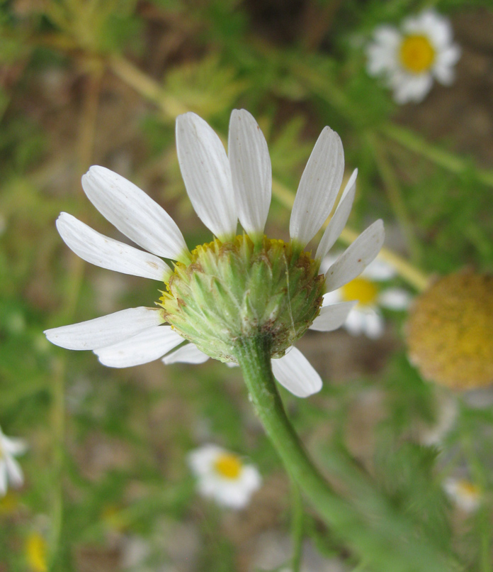 Image of Anthemis dumetorum specimen.