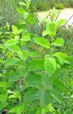 Salix latifolia. Отрастающие побеги сохнущего куста. Ярославская обл., Переславский р-н, дер. Кисьма, берег старицы р. Кисьма. 08.07.2011.