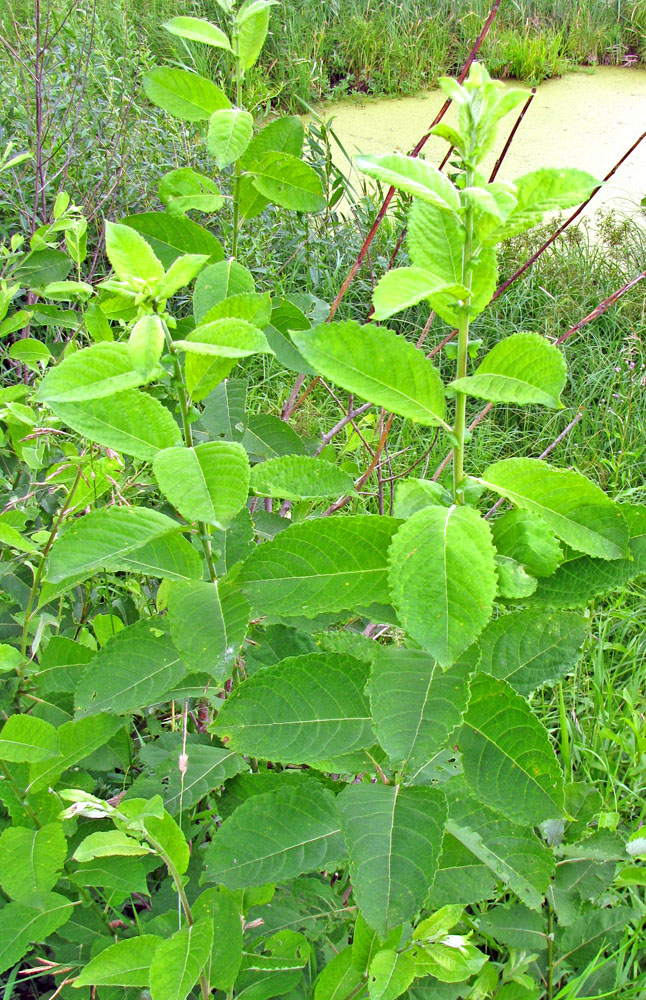 Image of Salix latifolia specimen.
