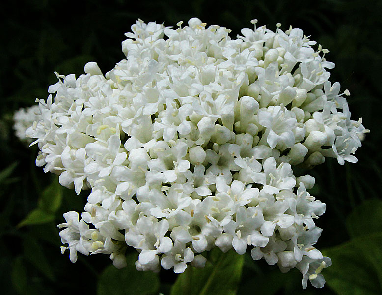 Image of Valeriana alliariifolia specimen.