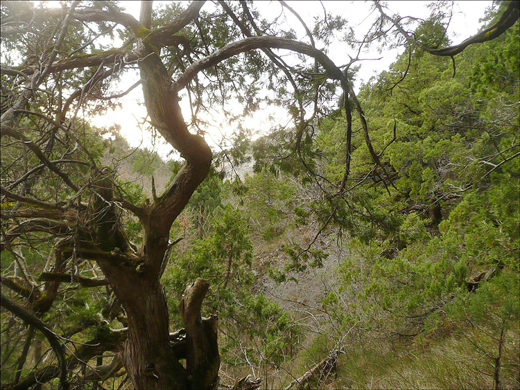 Image of Juniperus excelsa specimen.