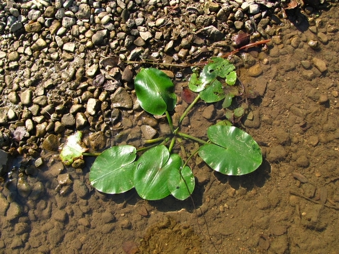 Image of Nuphar lutea specimen.