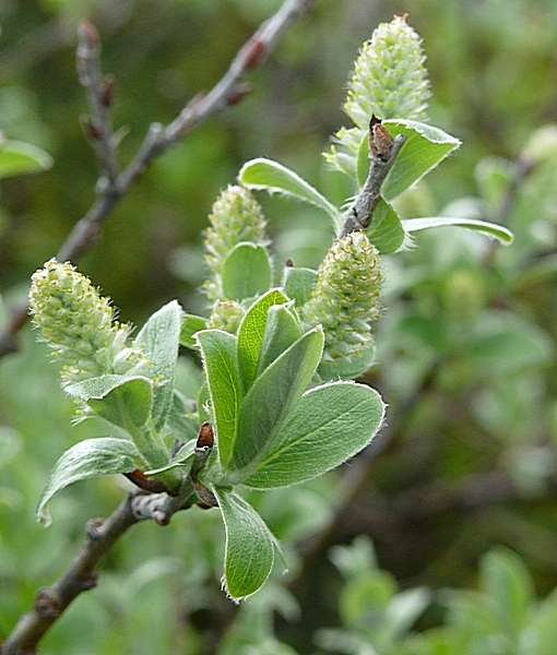 Изображение особи Salix glauca.