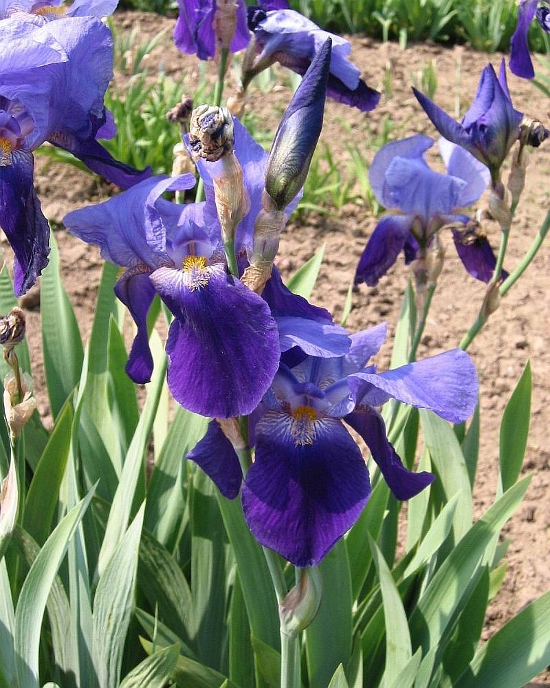 Image of Iris macrantha specimen.