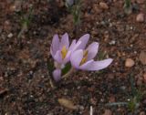 Colchicum lagotum