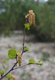 genus Betula. Веточка с соцветиями и распускающимися листьями. Сахалин, Северо-Сахалинская равн., р. Вал, лиственично-стланиковый лес. 23.06.2011.