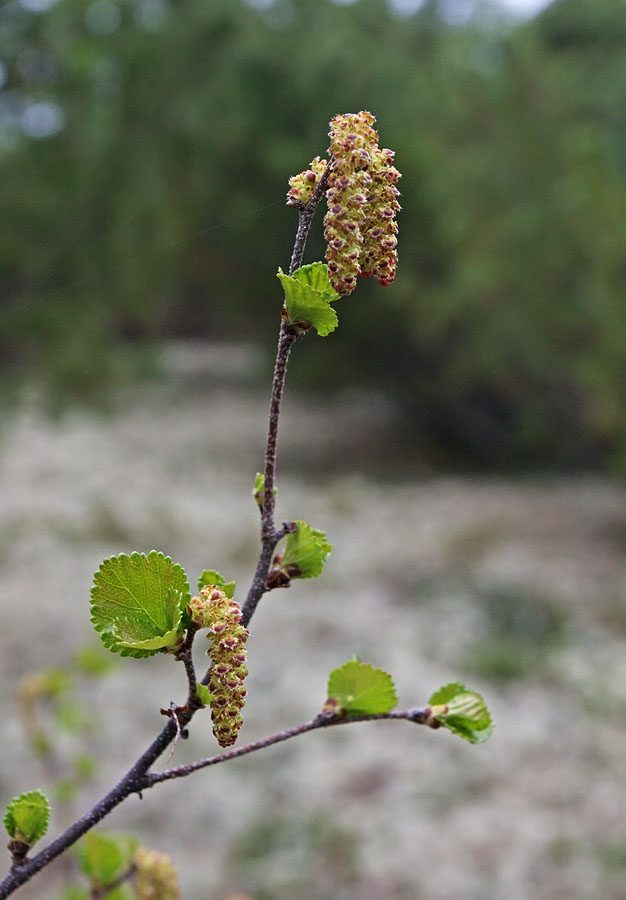 Image of genus Betula specimen.