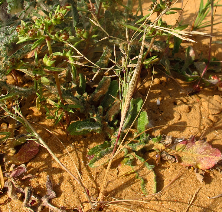 Image of Cutandia memphitica specimen.