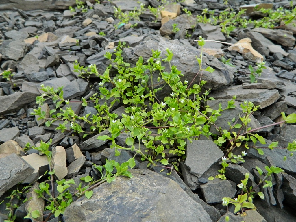 Image of Stellaria media specimen.