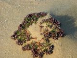 Polycarpon succulentum. Зацветающее растение. Израиль, пески на окраине г. Холон. Апрель 2012г.