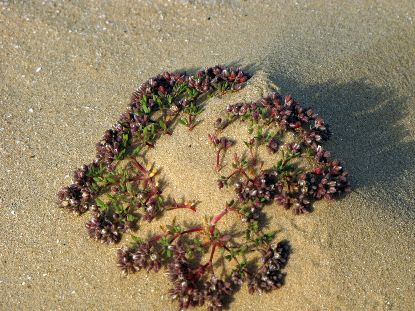 Изображение особи Polycarpon succulentum.