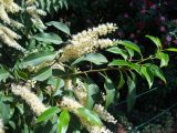 Lauro-cerasus lusitanica