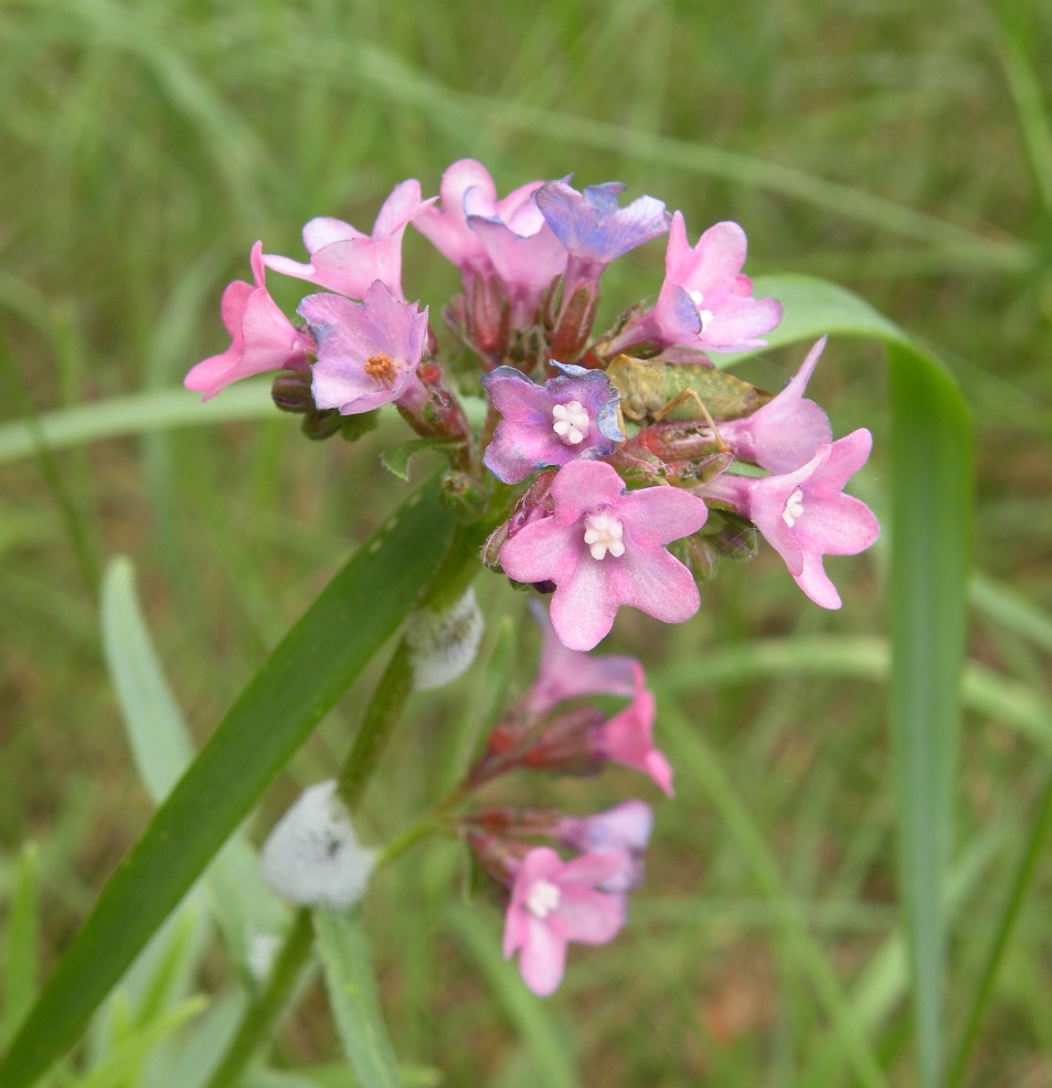 Image of Anchusa gmelinii specimen.