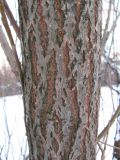 Смотреть изображение Salix × fragilis
