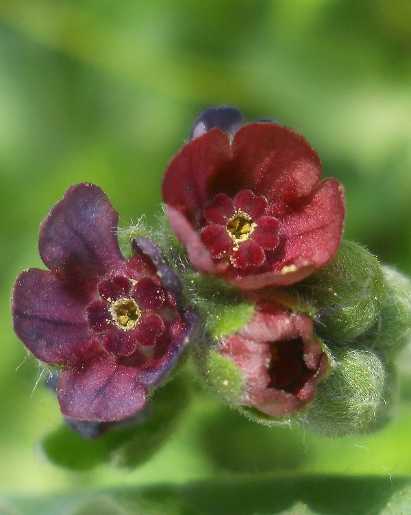 Изображение особи Cynoglossum officinale.