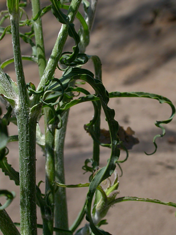 Image of Tragopogon orientalis specimen.