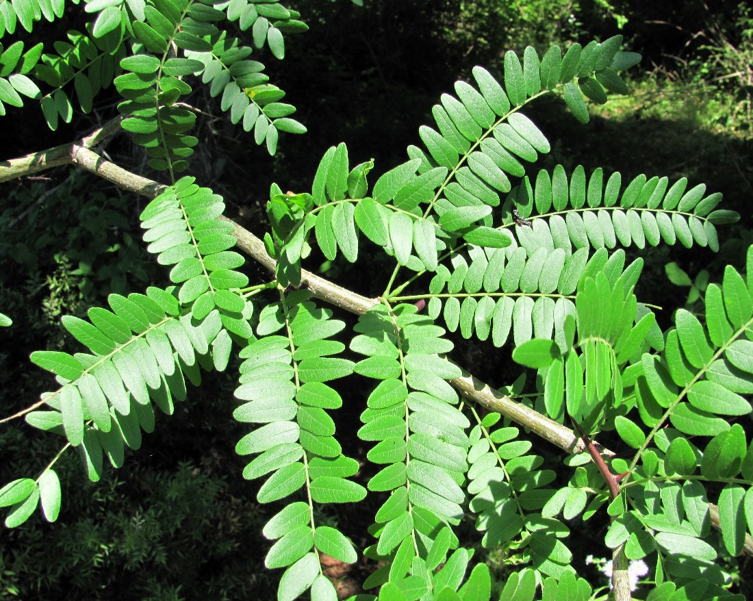 Изображение особи Gleditsia triacanthos.