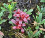 Arctostaphylos uva-ursi. Побеги, поврежденные грибом из рода Exobasidium. Карелия, Ладожское озеро, остров Валаам. 19.06.2012.