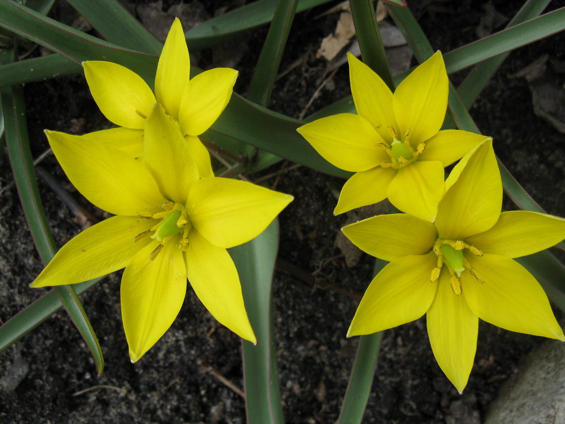 Image of Tulipa urumiensis specimen.