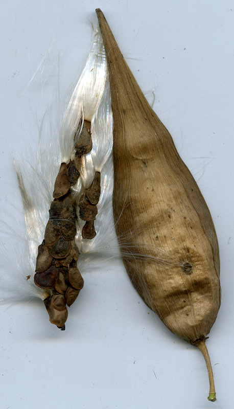 Image of Vincetoxicum hirundinaria specimen.