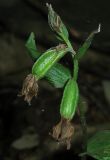 Epipactis persica