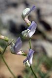 Vicia subvillosa. Цветки. Южный Казахстан, горы Каракус. 20.04.2012.