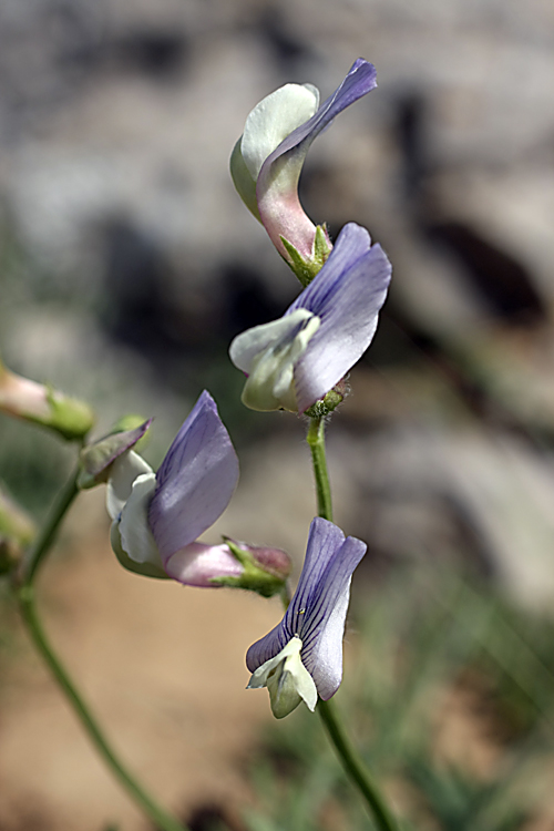 Image of Vicia subvillosa specimen.