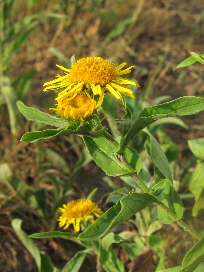 Изображение особи Inula britannica.