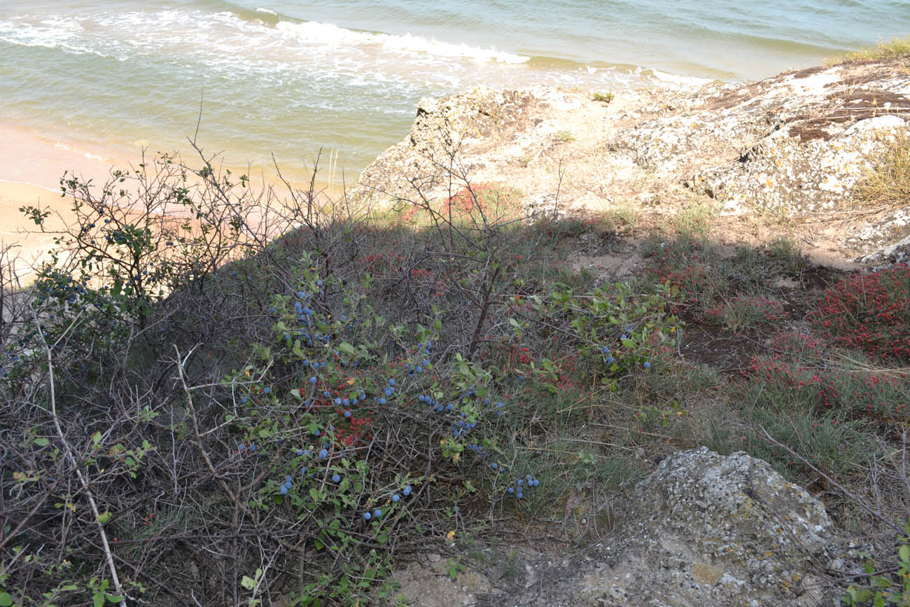 Image of Prunus stepposa specimen.