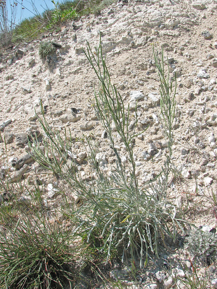Image of Matthiola fragrans specimen.