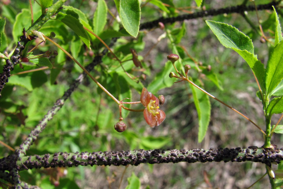 Изображение особи Euonymus verrucosus.