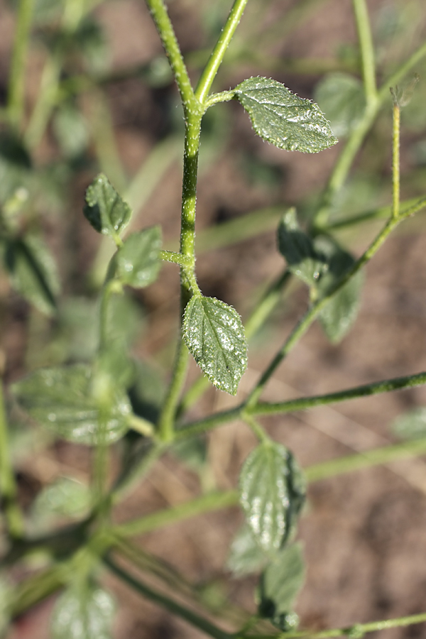 Изображение особи Heliotropium dasycarpum.