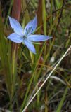 Lomatogonium rotatum