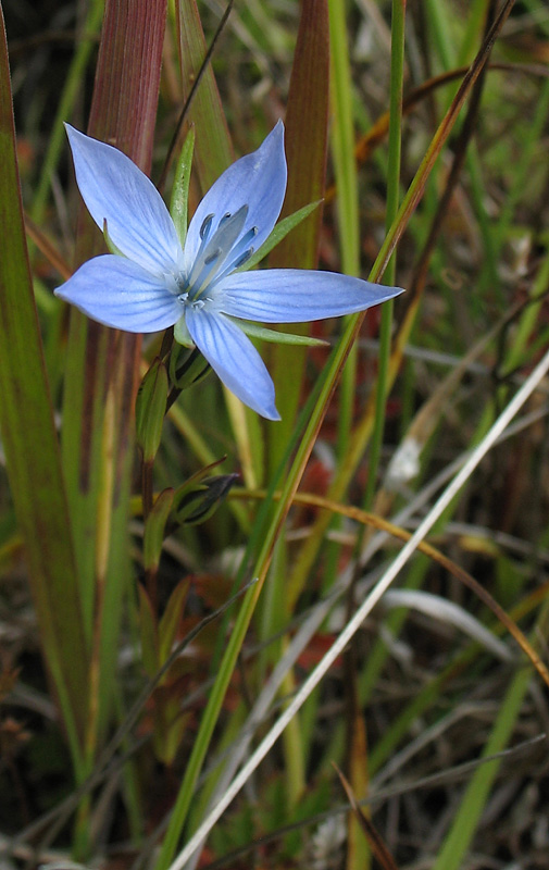 Изображение особи Lomatogonium rotatum.