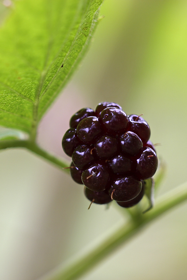 Image of Rubus nessensis specimen.