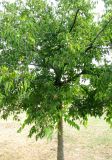 Celtis australis. Плодоносящее дерево. Венгрия, Боршод-Абауй-Земплен, территория автозаправки в окрестностях г. Мишкольц. 01.09.2012.