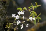 genus Cerasus