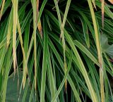 Carex morrowii