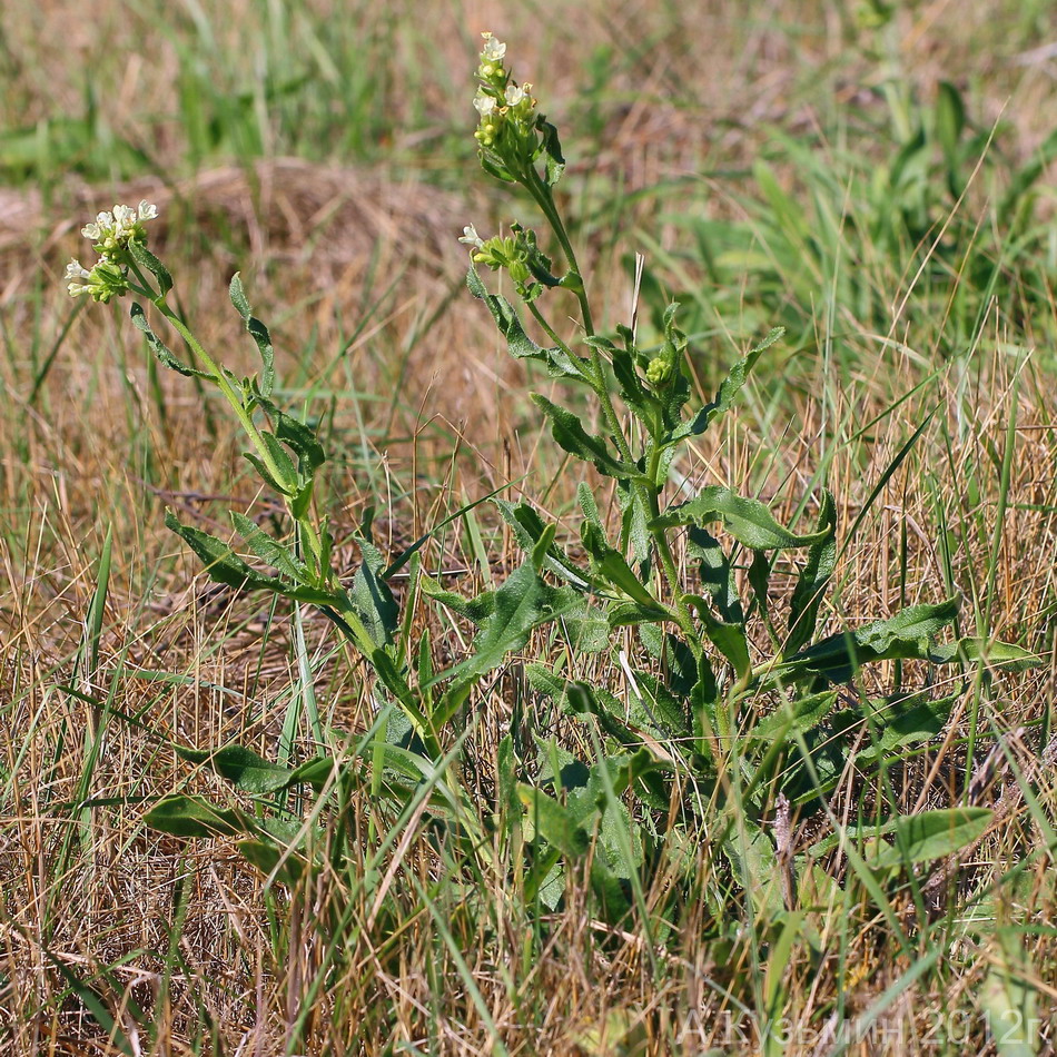 Изображение особи Anchusa ochroleuca.